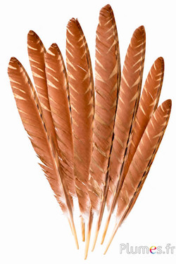 Pavone blu - 35-40 cm - marrone naturale-oro